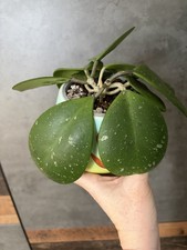 Hoya Obovata Splash Rooted