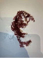Red Grape Caulerpa, Algae