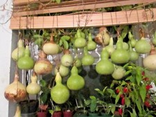 20 MIXED  BOTTLE GOURDS SEEDS -  FOR CRAFTS AND DECORATIONS - GROWN IN U.K