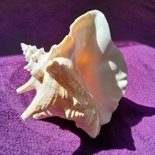 Vintage large queen conch sea - queen,