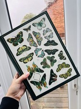 Butterflies and moths Small storage book box Green White Patterned 1 Of 2