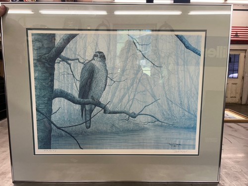 River sentry goshawk - river, don
