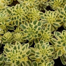 Sedum atlantis plug - sedum,