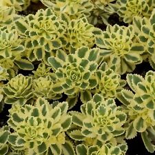 Sedum Atlantis Plug Plants Drought Tolerant Alpine Hardy Rockery Bed, Pack of 3