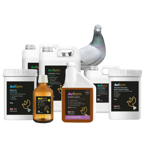Aviform racing pigeon - racing,