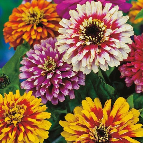 Zinnia whirlygig carousel - whirlygig,