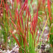 2 x Imperata cylindrica in 9cm Pots - Japanese Blood Grass - Ornamental Grasses