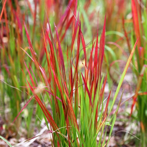 Imperata cylindrica in 9cm - 2,