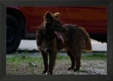 Hungarian Mudi Framed Wall Art Poster Canvas Print Picture