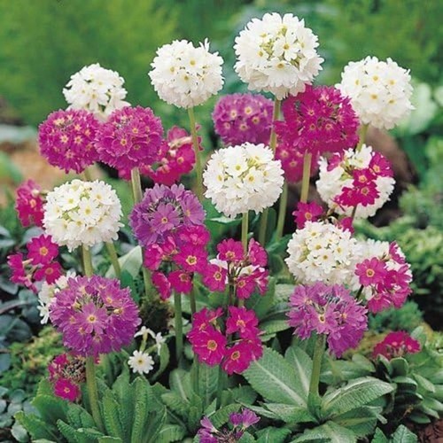 Primula denticulata mixed - denticulata,
