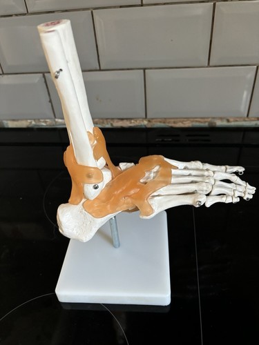 Life size anatomical foot - life,
