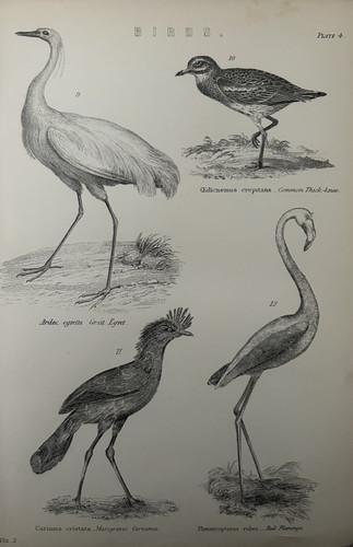 Antique print birds - antique,
