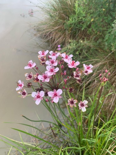 Free x flowering rush - x,