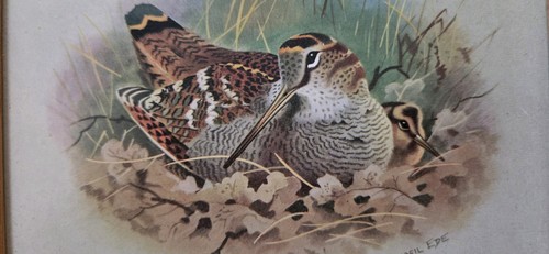 Vintage basil ede woodcock - vintage, 'woodcock