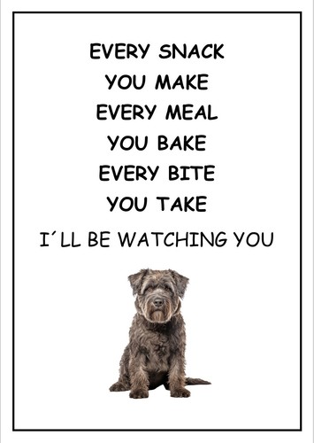 Bouvier des flandres - bouvier,
