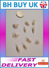 10 x WHITE AQUARIUM SNAIL