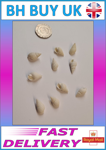 White aquarium snail - 10,