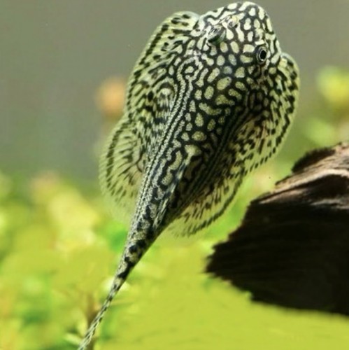Hillstream loach top - 3,