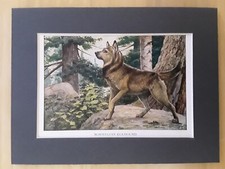 Norwegian Elkhound  - Print