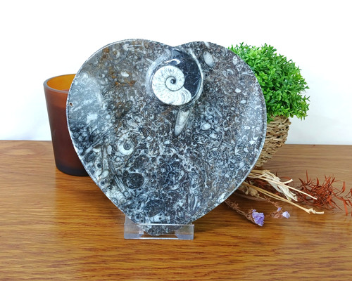 Authentic goniatite ammonite - goniatite,