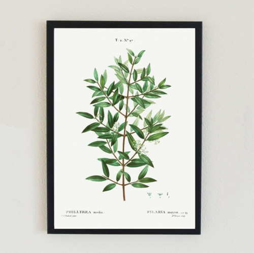 Botanical plant vintage - botanical,