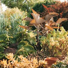 Sedum Species Mixed Succulent