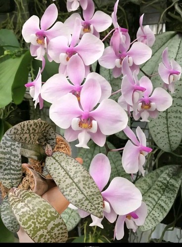 Phalaenopsis schilleriana - phalaenopsis,