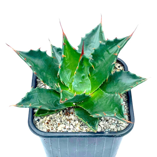 Agave montana grown 6cm - montana,