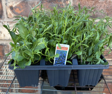 Pack trailing lobelia - 9,