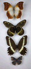 Real Butterfly Collection x 4