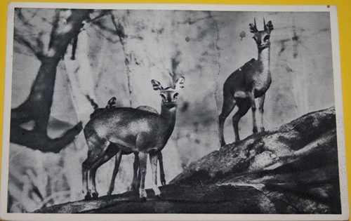 Postcard kruger national - ak.,