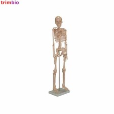 85cm Tall Skeleton Model on