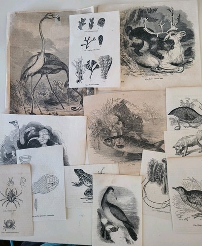 Job lot antique - job,