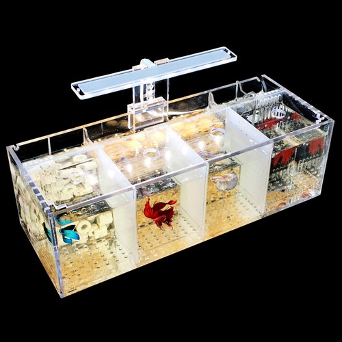 220v creative betta fish - creative,