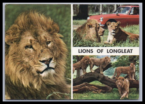 Postcard lions longleat - postcard,