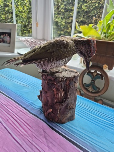 Stuffed woodpecker - stuffed,