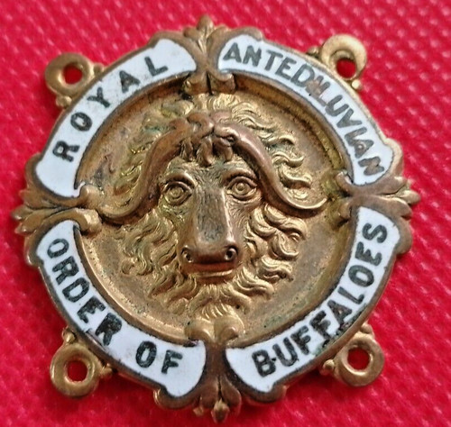 Raob buffaloes brass - buffaloes, &