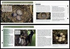 Egg Dumping - Behaviour -