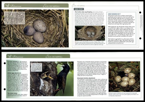 Egg dumping behaviour - dumping,