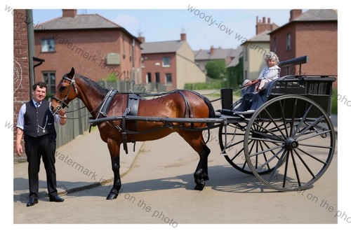 Col2667 pony trap with - -,