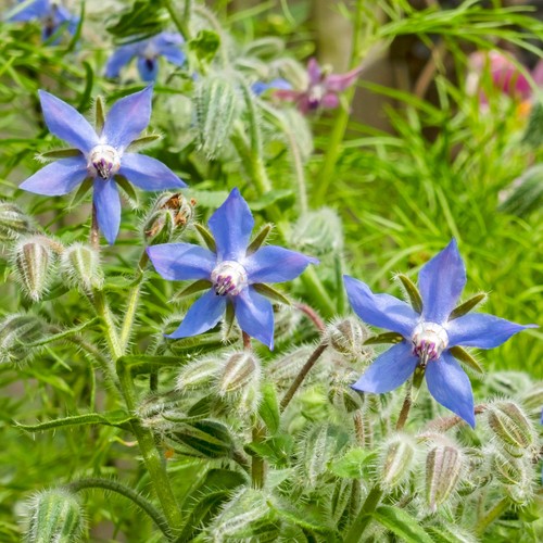 Borage herb culinary - -, plant
