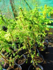 2.5ft (inc. pot) Evergreen