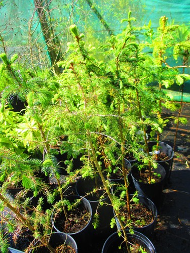 5ft evergreen - 2.5ft,