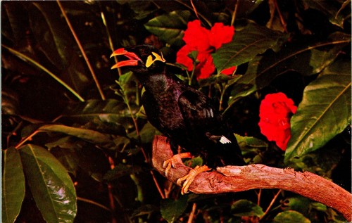 Sarasota jungle gardens - sarasota,