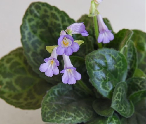 Streptocarpus turtle - streptocarpus, 'turtle'