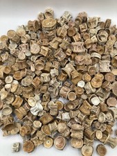 Enchodus Fossil Vertebrae