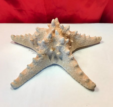 LARGE NATURAL DRIED THORNY STARFISH 8.5" ACROSS x 3" HIGH