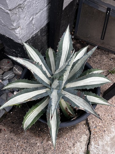Agave americana mediopicta - agave, ‘mediopicta