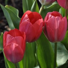Tulip van Eijk, 15 Bulbs Size 11/12, Early Flowering Darwin Hybrid, Tall Pink