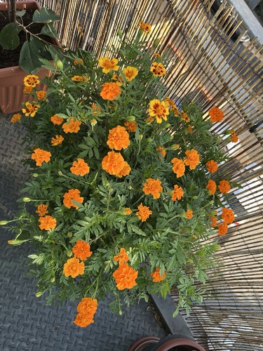 250 mixed marigold african - 250,